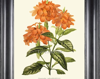 Botanical Print IH855 Beautiful Antique Crossandra  Firecracker Flower Plant Green Garden Nature Orange Flowers Home Wall Art Decor to Frame