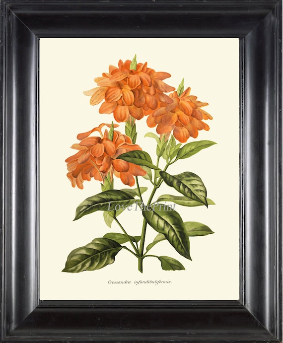 BOTANICAL ART 【import品】 Amazon.com: Botanical Print Set of 4 Tropical Orchid Fine