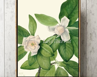 Quadro decorativo de parede com estampa botânica de magnólia MVW10. Linda árvore antiga branca com flor, ideal para decoração de casa, jardim, quarto e sala de jantar. Perfeito para emoldurar.