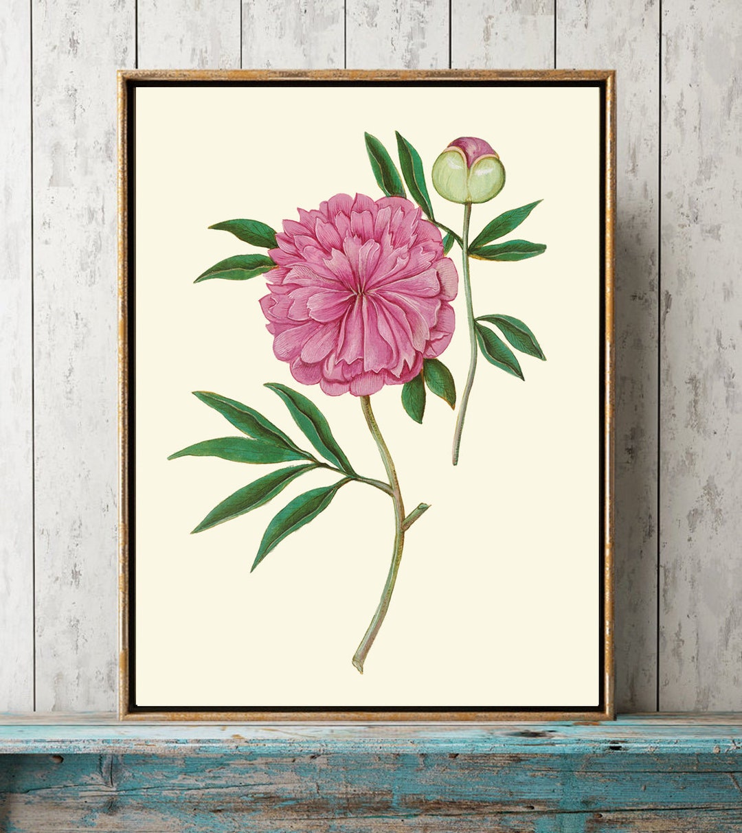 Pink Peony Botanical Wall Art Print ABD43 Beautiful Antique Spring ...