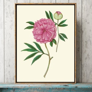 Pink Peony Botanical Wall Art Print ABD43 Beautiful Antique Spring Summer Garden Gardening Plant Interior Flower Home Room Decor to Frame