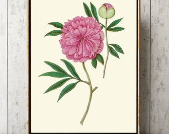 Pink Peony Botanical Wall Art Print ABD43 Beautiful Antique Spring Summer Garden Gardening Plant Interior Flower Home Room Decor para estructura