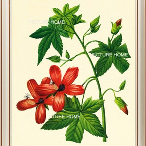 Red Tropical Flower Botanical Print 55 Beautiful 8X10 Antique Redoute Art Room Decoration Wall Art to Frame