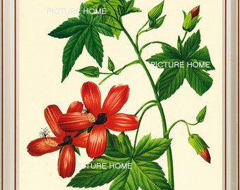 Red Tropical Flower Botanical Print 55 Beautiful 8X10 Antique Redoute Art Room Decoration Wall Art to Frame