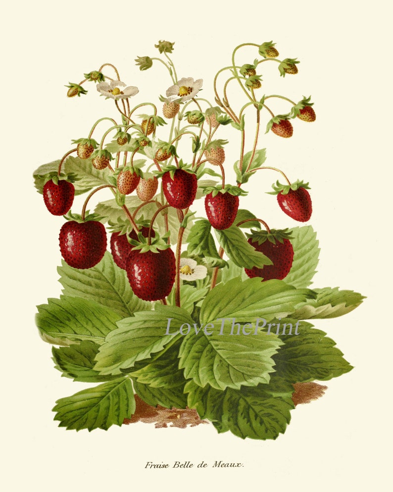 Strawberry Botanical Print IH897 Beautiful Antique | Etsy