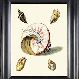 Seashell Print KN35 Wall Art Beautiful Antique Sea Ocean Shell Nautical Tropical Coastal Marine Caribbean Beach Cottage Home Decor to Frame