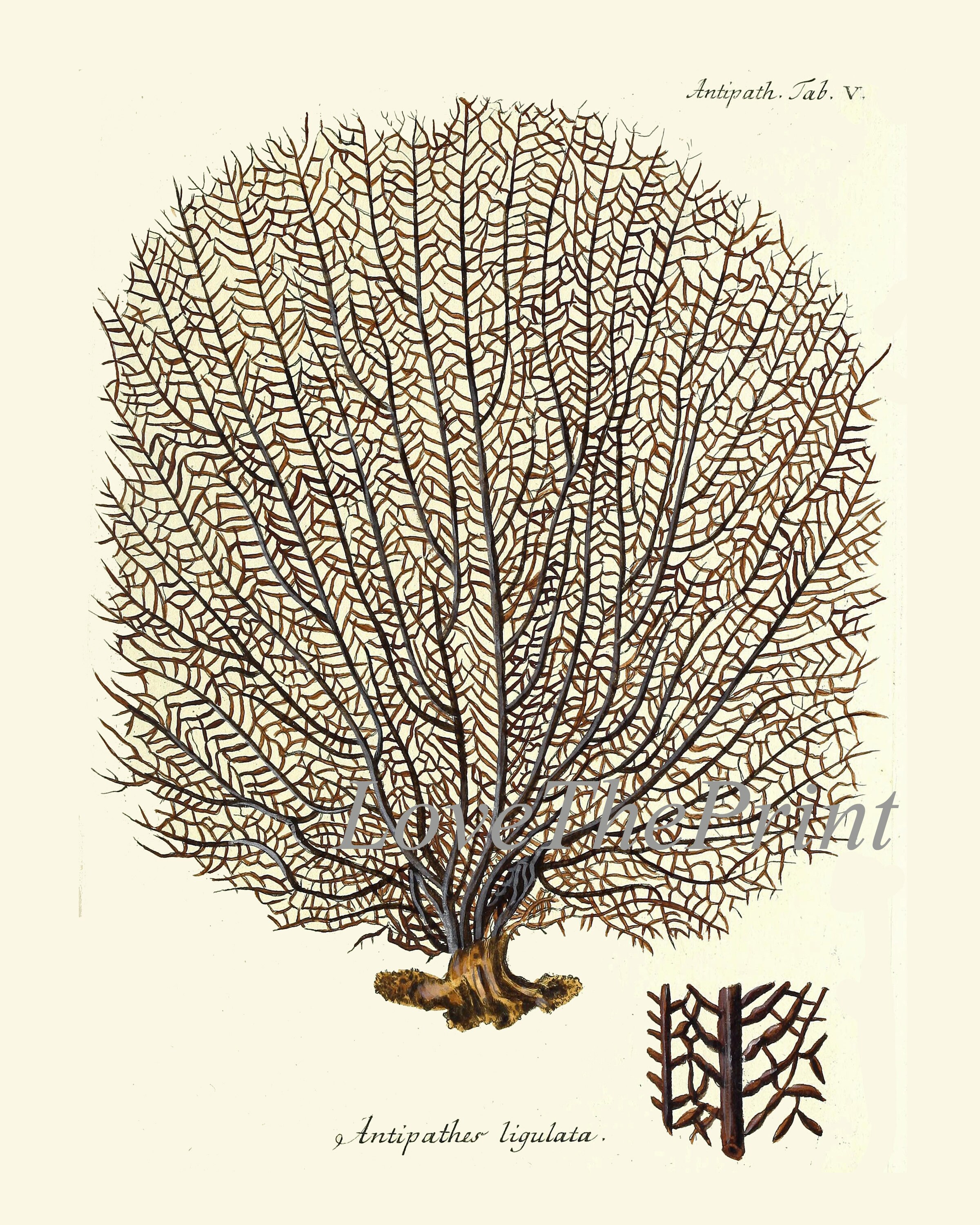 Fan Coral Print ES6 Wall Art Beautiful Antique Alcyonacea Sea - Etsy ...