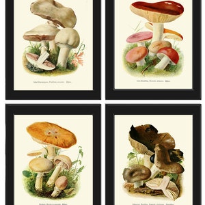 Mushrooms Wall Art Print Set of 4 Beautiful Botanical Home Dining Living Room Kitchen Cottage Framhouse Office Decor Decoration to Frame PDH