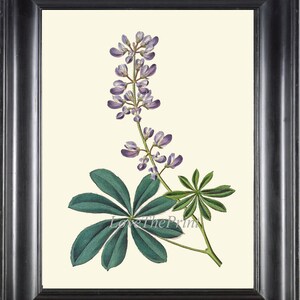 Botanical Wall Art Print ED38 Beautiful Antique Lupin Lupine Flower Blue Violet Wildflower Outdoor Nature Illustration Home Decor to Frame