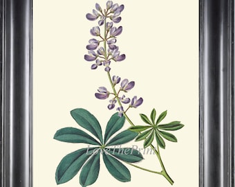 Botanical Wall Art Print ED38 Beautiful Antique Lupin Lupine Flower Blue Violet Wildflower Outdoor Nature Illustration Home Decor to Frame