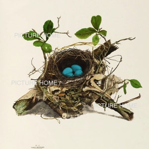 Bird Nest Eggs Print 22 Beautiful 8X10 Antique Art Room Decoration Wall Art to Frame Tree Branch Natural Science Forest Nature image 2