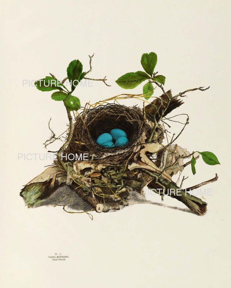 Bird Nest Eggs Print 22 Beautiful 8X10 Antique Art Room Decoration Wall Art to Frame Tree Branch Natural Science Forest Nature image 2