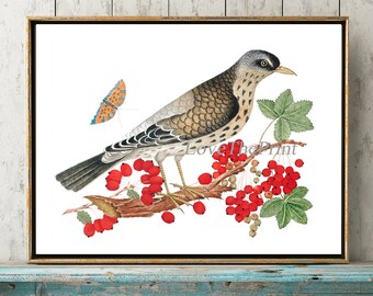 Op de afbeelding: Een aquarel-illustratie van een vogel die op een tak zit met rode bessen. De vogel heeft bruine en grijze veren en een lange, puntige snavel. De tak is bedekt met groene bladeren en rode bessen.