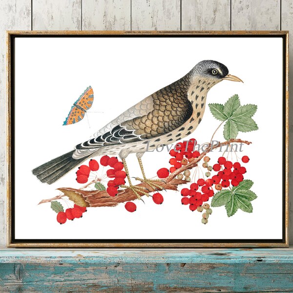 Bird Print Wall Art BOT7 Beautiful Antique Large Bird Butterfly Red Currant Plant Home RoomDecor Cottage Illustration Decoration to Frame