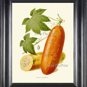 Vegetable Garden Botanical Print IH870 Beautiful Antique Cassabanana Casbanan Sikana Puttigel Musk Cucumber Home Wall Art Decor to Frame IH
