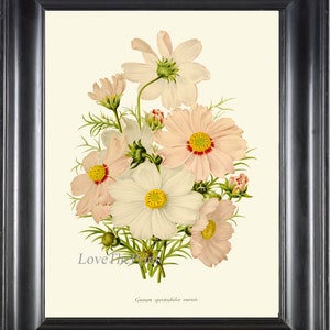 Botanical Print IH848 Beautiful Antique Vintage Cosmos White Pink Flowers Sprint Summer Garden Plant Wall Art Decor Illustration to Frame