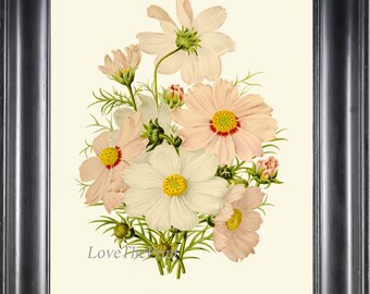 Botanical Print IH848 Beautiful Antique Vintage Cosmos White Pink Flowers Sprint Summer Garden Plant Wall Art Decor Illustration to Frame