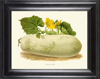 Winter Melon Botanical Print IH890 Beautiful Antique Vegetable Green Garden Plant Kitchen Dining Room Home Room Wall Art Decor to Frame IH