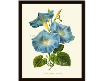 Blue Flowers Moonflower Morning Glory Botanical Print IH927 Beautiful Antique Wildflower Wall Art Home Room Decor Illustration to Frame