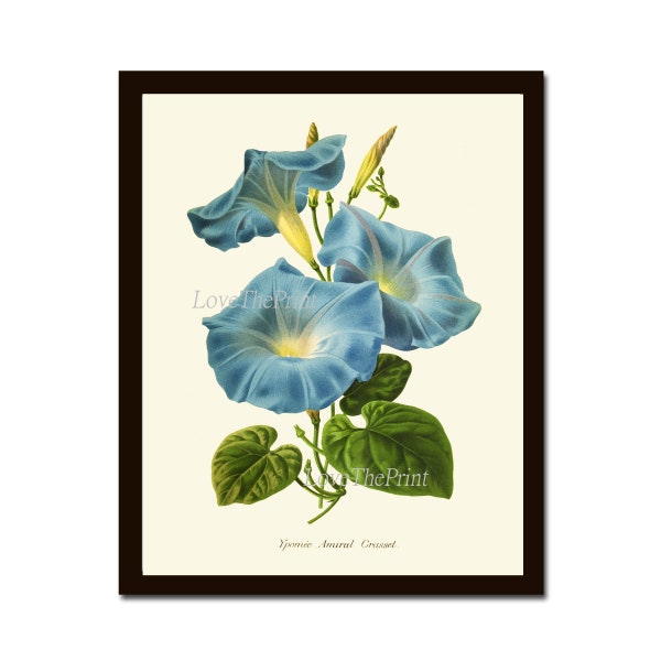 Blue Flowers Moonflower Morning Glory Botanical Print IH927 Beautiful Antique Wildflower Wall Art Home Room Decor Illustration to Frame