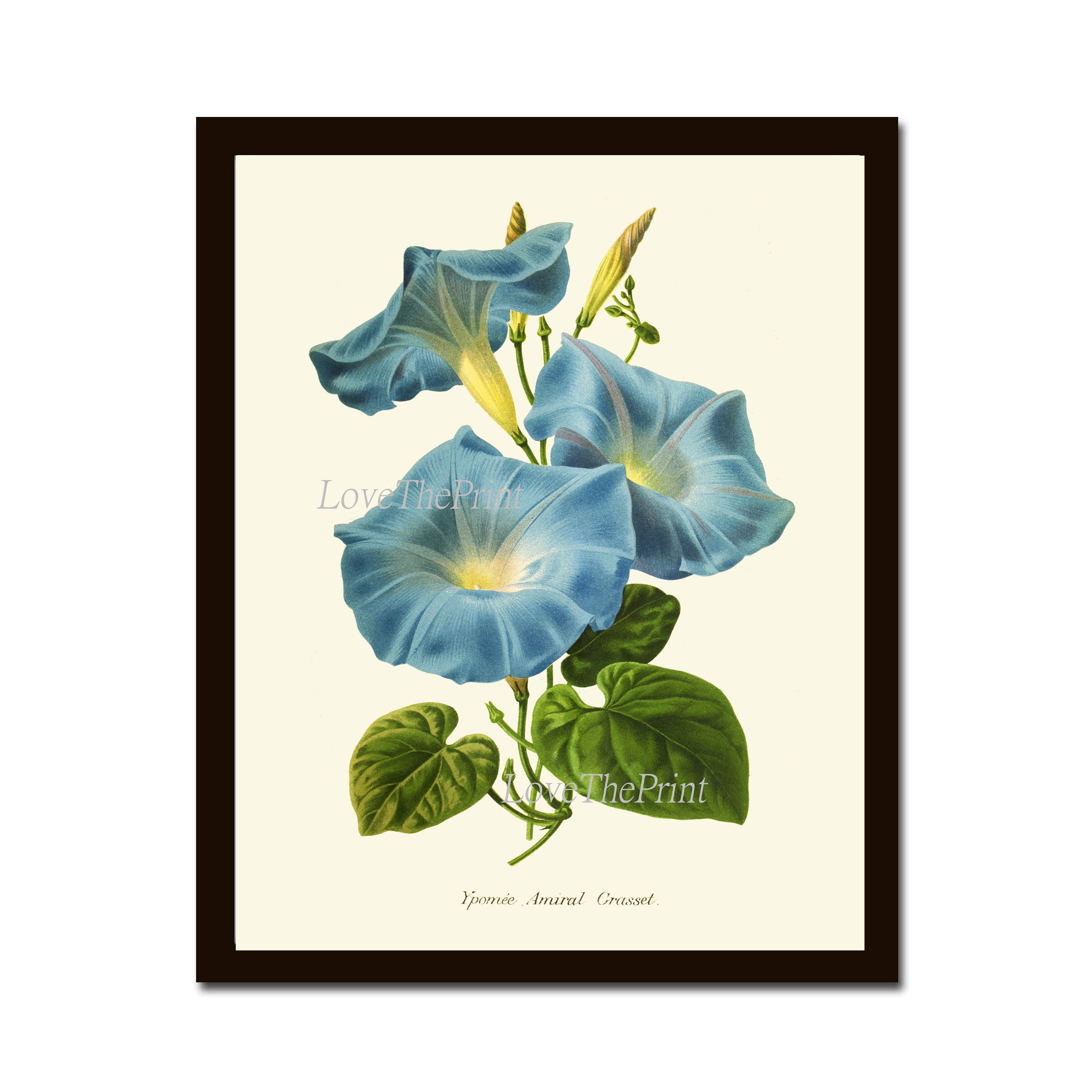 Blue Flowers Moonflower Morning Glory Botanical Print IH927