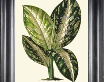 DIEFFENBACHIA Botanical Art Print H539 hermosa flor antigua verde hoja verde jardín planta naturaleza casa pared habitación decoración decoración imagen