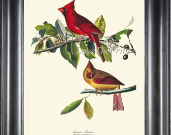 Red Cardinal Bird Wall Art Print 49 Beautiful Antique John James Audubon Birds Illustration White or Ivory Background Home Decor to Frame