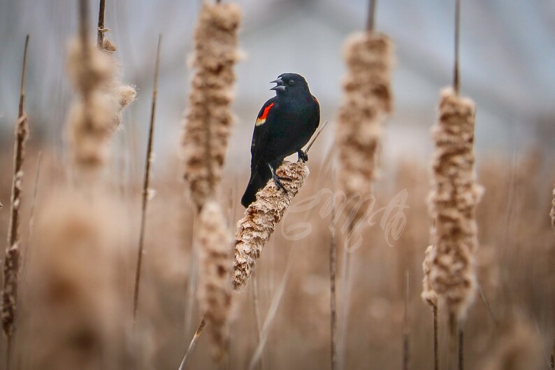Bird Photography Special deal Male and Female Red-Winged Blackbird Prints