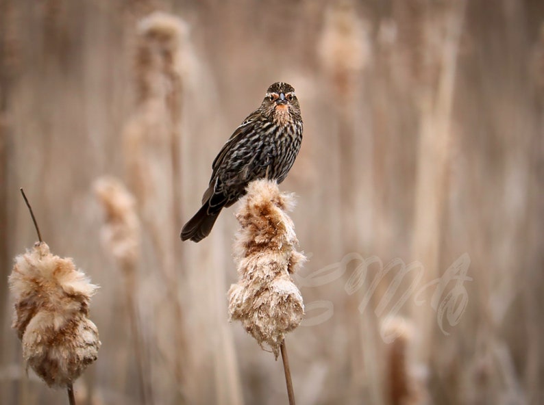 Bird Photography Special deal Male and Female Red-Winged Blackbird Prints