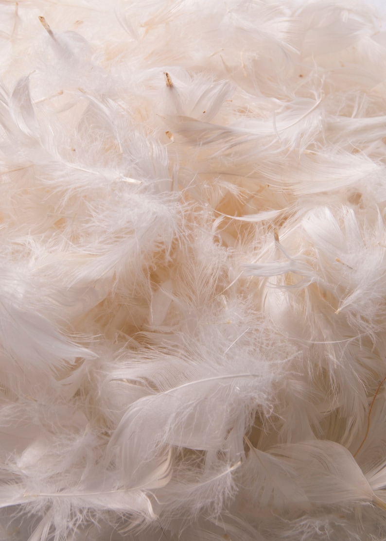 K&ouml;nnte beinhalten: Nahaufnahme eines Stapels weicher, wei&szlig;er Federn. Die Federn sind leicht und flauschig und erzeugen eine weiche, zarte Textur.