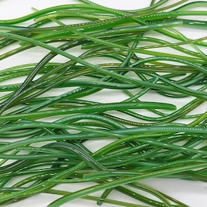 May include: A collection of long, thin, curved glass rods in various shades of green. The rods are arranged in a tangled, overlapping pattern, creating a dense, textured appearance. The glass has a glossy finish, reflecting light and highlighting the different hues of green.