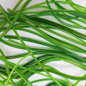 May include: An overhead shot of a collection of long, thin, green glass rods. The rods are various shades of green, from light to dark, and are arranged in a tangled, overlapping pattern against a white background. The glass appears to be smooth and shiny.