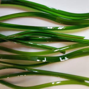 May include: Close-up of several long, curved, glossy green glass rods. The rods are arranged in a slightly overlapping pattern against a white background. The glass has a reflective quality, with highlights and shadows adding depth.