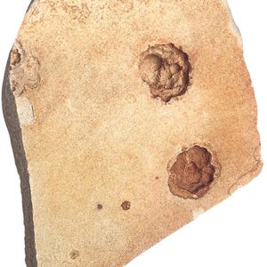 Nama-formationen Fossil Fish River Canyon Namibia PFNNF 2