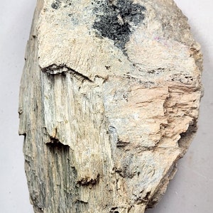 Op de afbeelding: Een close-up van een stuk versteend hout met een lichtbruine, grijze en zwarte kleurstelling. Het hout heeft een ruw, getextureerd oppervlak.