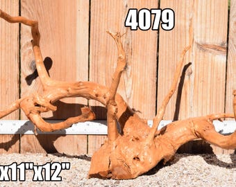 May include: A light brown piece of driftwood with multiple gnarled branches and a textured surface. The wood is labeled with the number 4079 and dimensions of 22 inches by 11 inches by 12 inches, shown alongside a white ruler.