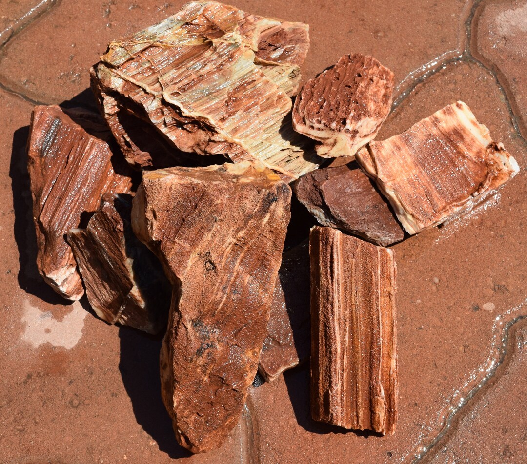 RED PETRIFIED WOOD Great Aquarium Decor or Bonsai Stones Etsy