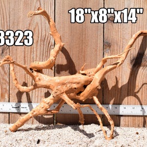 May include: A light brown piece of driftwood with multiple branching limbs and a textured surface. The wood is labeled with the number 3323 and dimensions of 18 inches by 8 inches by 14 inches, positioned in front of a ruler for scale.