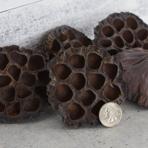 May include: A group of five dried lotus pods, some with the seed pods still attached, in various shades of brown. A US quarter is included for scale.