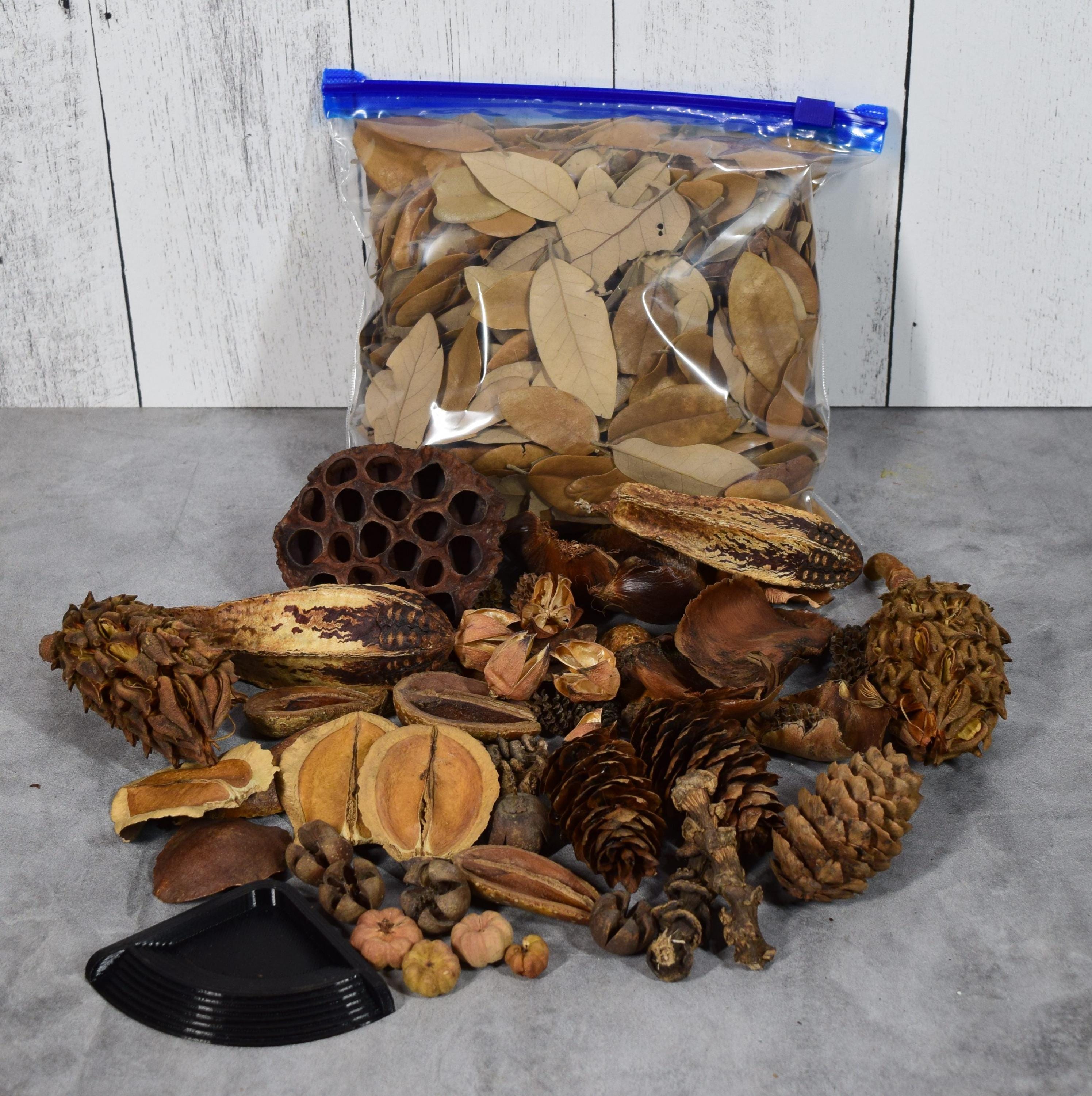 Isopod starter kit W/ pods, Oak leaf litter and feeding station BEST KIT AROUND