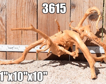May include: A light brown piece of driftwood with multiple twisted branches and a central root structure. A metal ruler is positioned behind the wood, showing a width of approximately 21 inches. The text 3615 and 21"x10"x10" are visible.