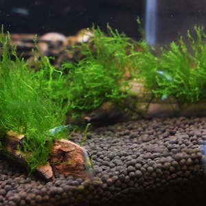 May include: A close-up of a small aquarium with two pieces of driftwood covered in green flame moss. The text "Flame Moss" is written in a neon pink and blue speech bubble.
