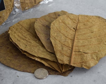 10 Indian Almond Leaves for Shrimp, Fish, Aquariums Craft Supplies Botanicals