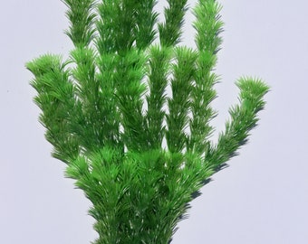 Aquarium Plants Willow Moss (Fontinalis Antipyretica)  Buy 2 Get 1 Free  4-Ounce Cup Aquarium Plant Willow Moss Aquarium Plant