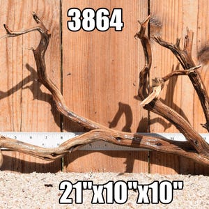 Peut inclure: Un morceau de bois flotté brun naturel avec de multiples branches. Une règle blanche est placée derrière le bois, indiquant une longueur d'environ 53 cm. Le texte 3864 et 53 cm par 25 cm par 25 cm est visible sur l'image.