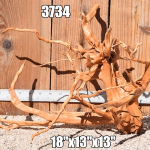 May include: A light brown piece of driftwood with complex, branching roots and limbs. The item is labelled 3734 and measures 45.72 cm by 33.02 cm by 33.02 cm as indicated by the text and the visible white ruler in the background.
