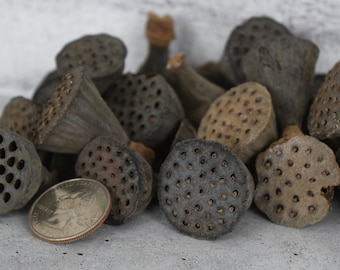 Mini Lotus Pods for Shrimp, Fish, Aquariums Craft Supplies Botanicals