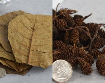 10 Indian Almond Leaves & 1oz Alder Cones for Shrimp, Fish, Aquariums Craft Supplies Botanicals