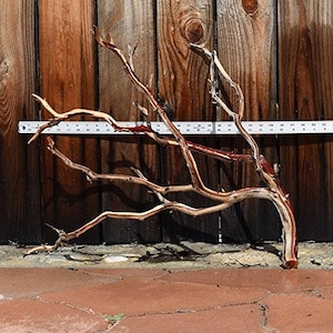 May include: A natural, brown, and red driftwood branch with a rustic, weathered look. The branch is about 30 inches long and has several branches extending out from the main branch.