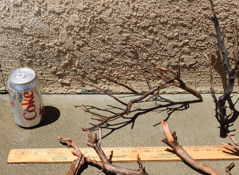 MANZANITA DRIFTWOOD Mini Nano Group 10 Pieces Moss Plant Etsy